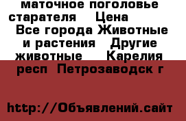 маточное поголовье старателя  › Цена ­ 2 300 - Все города Животные и растения » Другие животные   . Карелия респ.,Петрозаводск г.